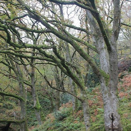 Relaxing Pet Friendly 2-Bed Cottage In Rhandirmwyn Llandovery Exteriör bild